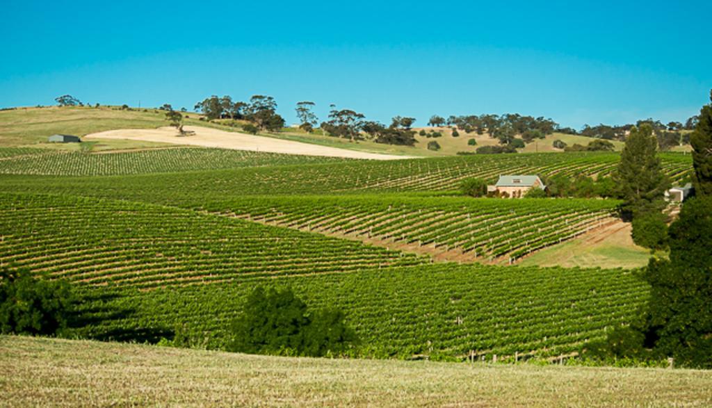 Angaston Vineyards Motel Extérieur photo