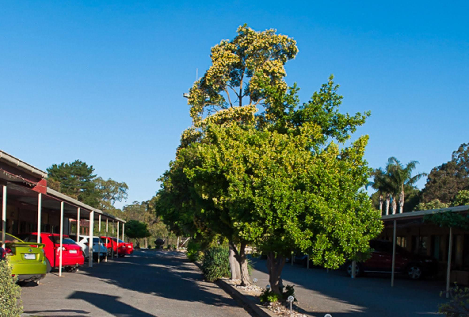 Angaston Vineyards Motel Extérieur photo